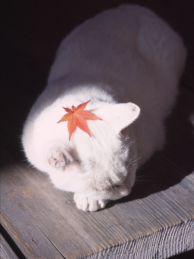 Index of /gis/Animals/Cats Kittens